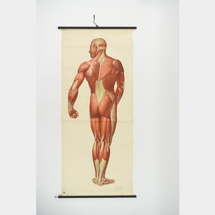 MALE MUSCULATURE ANATOMY HANGING CHART BACK