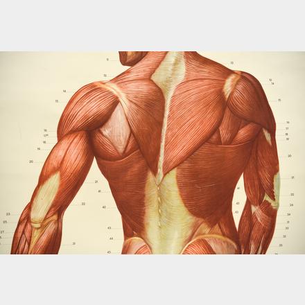 MALE MUSCULATURE ANATOMY HANGING CHART BACK