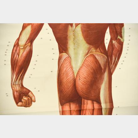 MALE MUSCULATURE ANATOMY HANGING CHART BACK