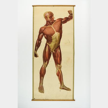 MALE MUSCULATURE ANATOMY HANGING CHART FRONT