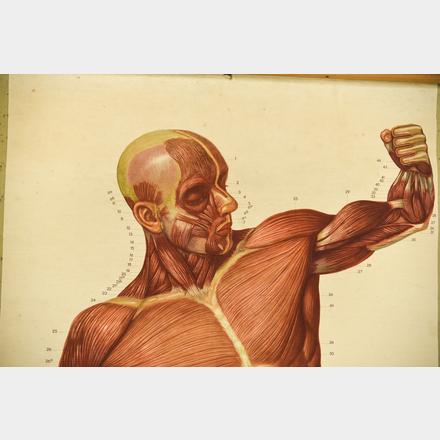 MALE MUSCULATURE ANATOMY HANGING CHART FRONT