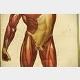 MALE MUSCULATURE ANATOMY HANGING CHART FRONT