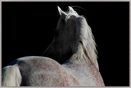 Horse Shadows